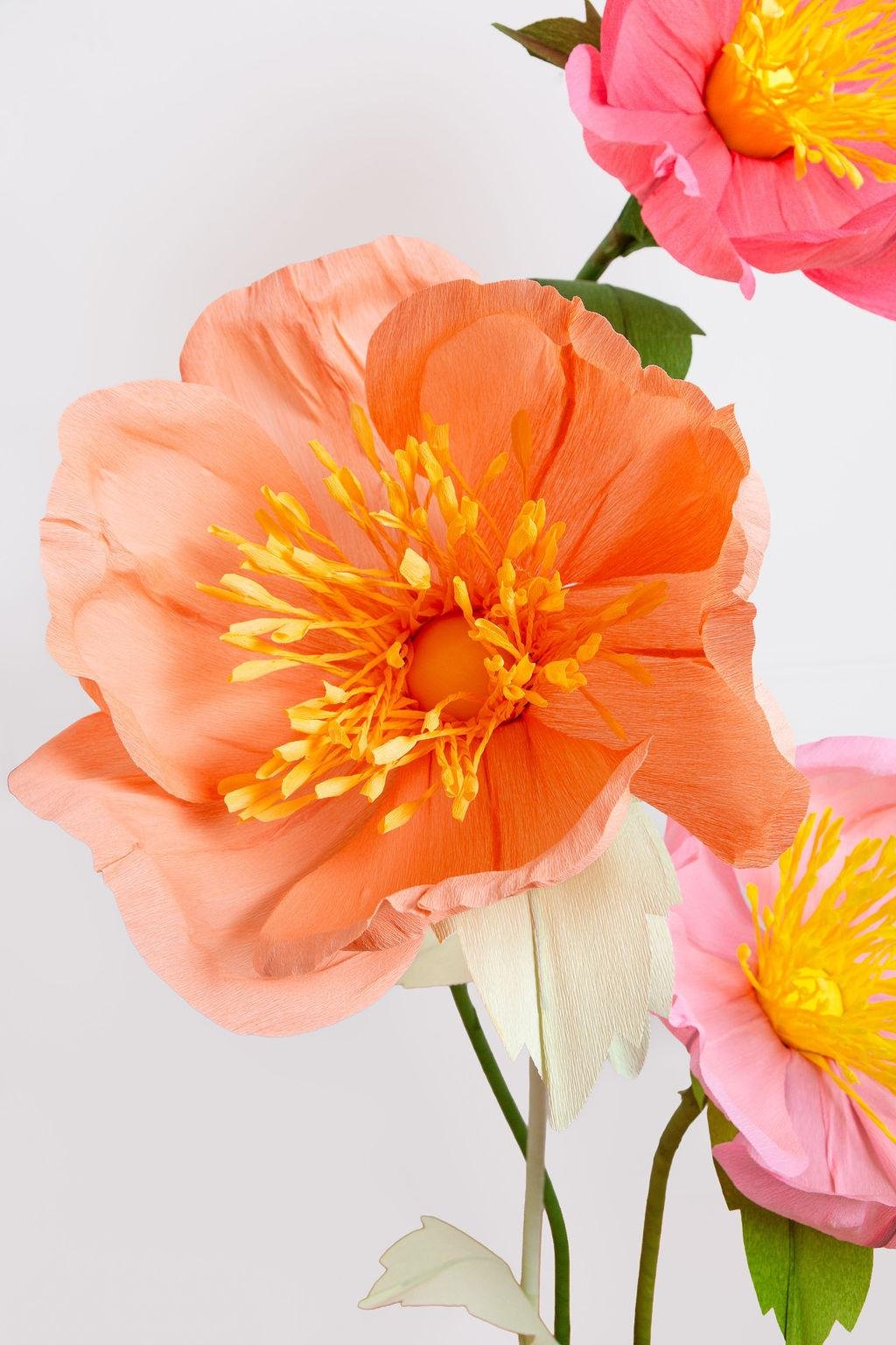 Kit Anémone Géante - The Paper Petal Studio